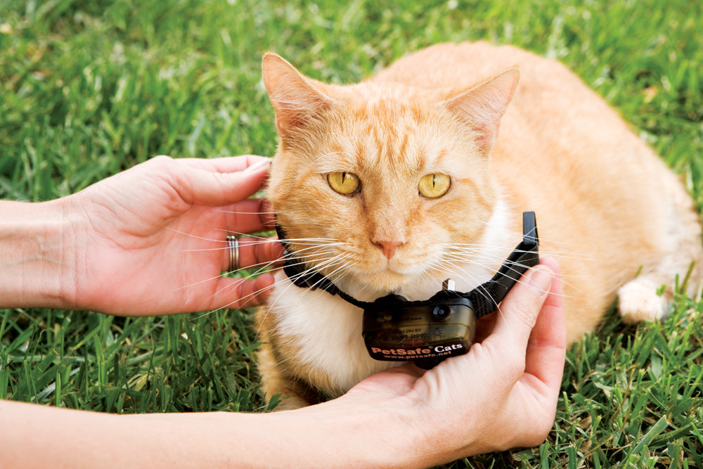 Electric collar store for cats