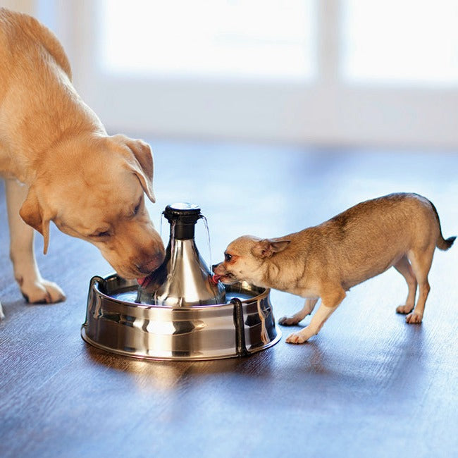 Shop for Drinkwell 360 Stainless Steel Pet Fountain PetSafe