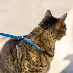 Easy Walk™  Cat Harness